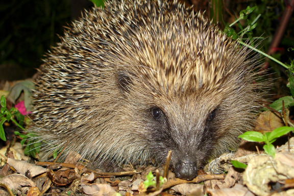 hedgehog principle